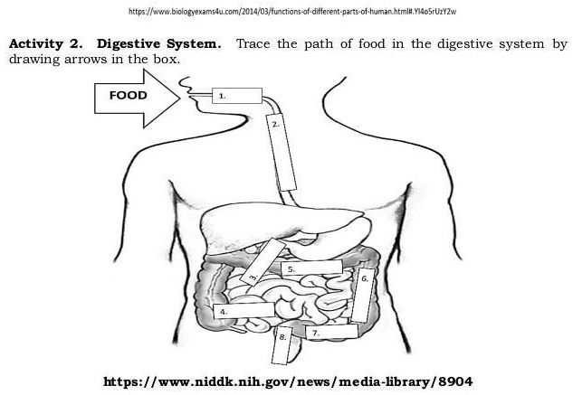 SOLVED: 'Digestive System. Trace The Path Of Food In The Digestive ...