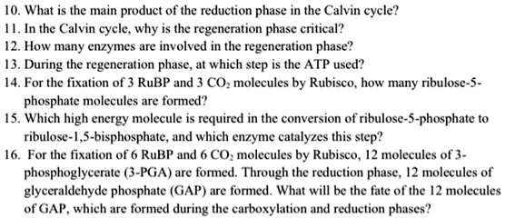 SOLVED: What is the main product of the reduction phase in the Calvin ...