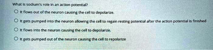 What is sodium's role in an action potential?
It flows out of the neuron causing the cell to depolarize.
It gets pumped into the neuron allowing the cell to regain resting potential after the action potential is finished
It flows into the neuron causing the cell to depolarize.
It gets pumped out of the neuron causing the cell to repolarize