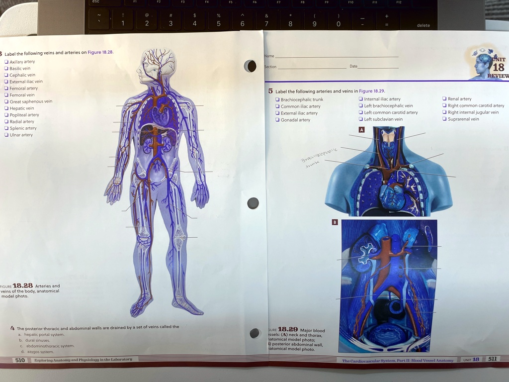 Check your recall unit 18 review Label the following veins and arteries ...