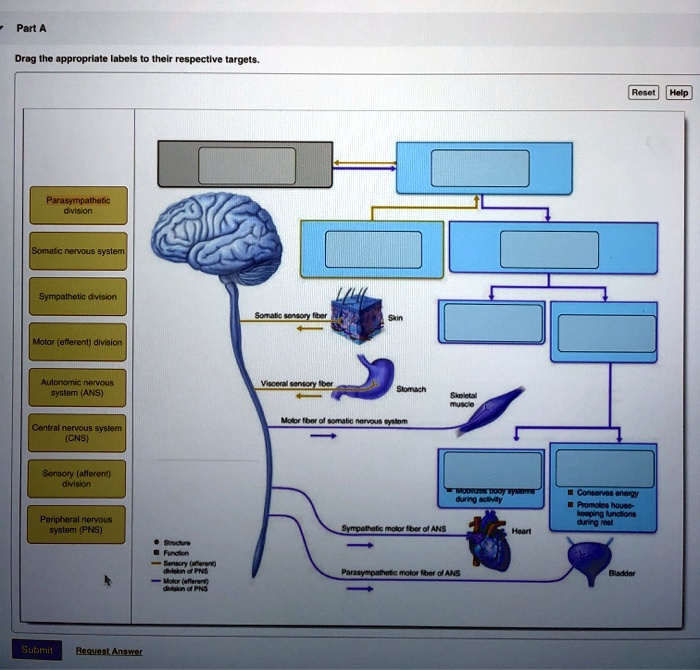 SOLVED using muscles of the trunk including their locations and