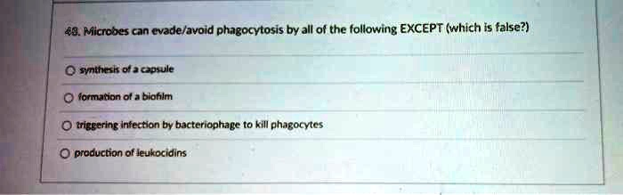 48. Microbes can evade/avoid phagocytosis by all of the following EXCEPT (which is false?)
synthesis of a capsule
formation of a biofilm
triggering infection by bacteriophage to kill phagocytes
production of leukocidins