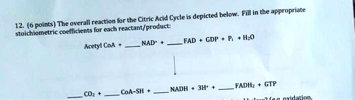 12. (6 points) The overall reaction for the Citric Acid Cycle is depicted below. Fill in the appropriate stoichiometric coefficients for each reactant/product:

Acetyl CoA +  NAD+ +  FAD + GDP + Pi + H2O
?
 CO2 +  CoA-SH +  NADH + 3H+ +  FADH2 + GTP