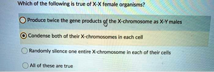 Solved:which Of The Following Is True Of X-X Female Organisms? Produce  Twice The Gene Products %F The X-Chromosome As X-Y Males Condense Both Of  Their X-Chromosomes In Each Cell Randomly Silence One Solved:which Of The Following Is True Of X-X Female Organisms? Produce  Twice The Gene Products %F The X-Chromosome As X-Y Males Condense Both Of  Their X-Chromosomes In Each Cell Randomly Silence One