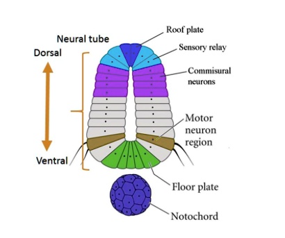 SOLVED: The notochord is a temporary structure of mesodermal origin ...