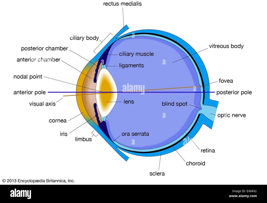 Iris Cornea Anatomy