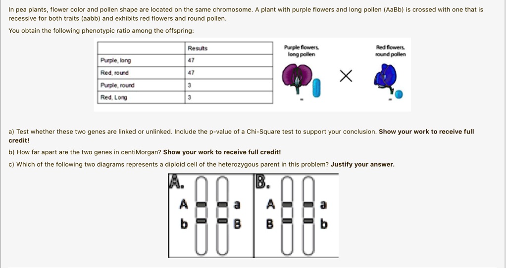 In pea plants, flower color and pollen shape are located on the same
