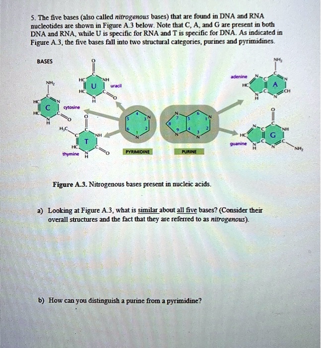 the five bases also called nitrogenous bases that are found in dna and ...