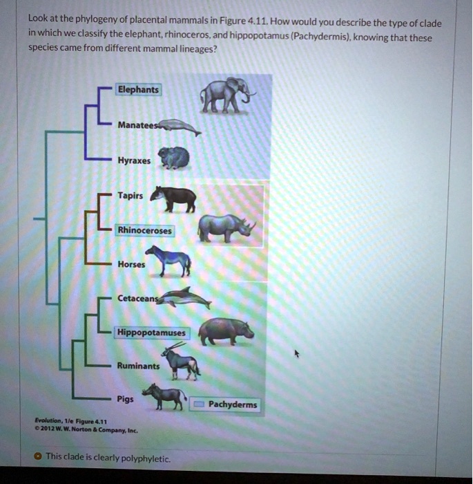 Look at the phylogeny of placental mammals in Figure 4.11. How would