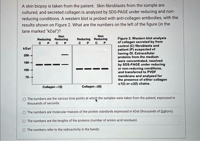 SOLVED: A skin biopsy is taken from the patient. Skin fibroblasts from ...