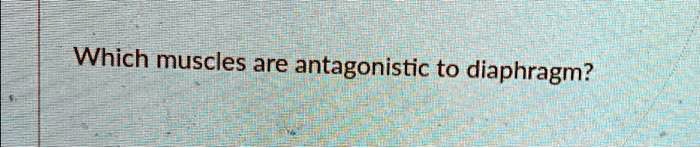Which muscles are antagonistic to diaphragm?