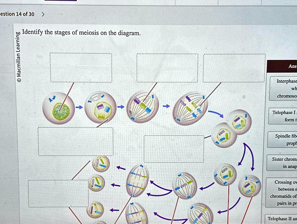 estion 14 of 30 > Macmillan Learning Identify the stages of meiosis on ...