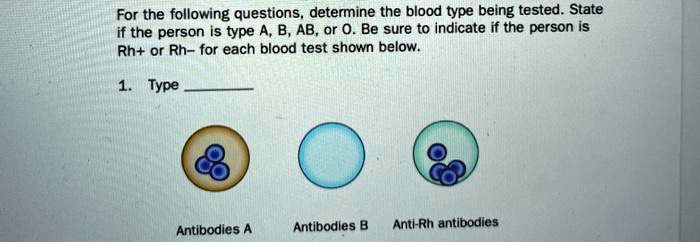 For the following questions, determine the blood type being tested. State
if the person is type A, B, AB, or O. Be sure to indicate if the person is
Rh+ or Rh- for each blood test shown below.

1. Type 

Antibodies A
Antibodies B
Anti-Rh antibodies