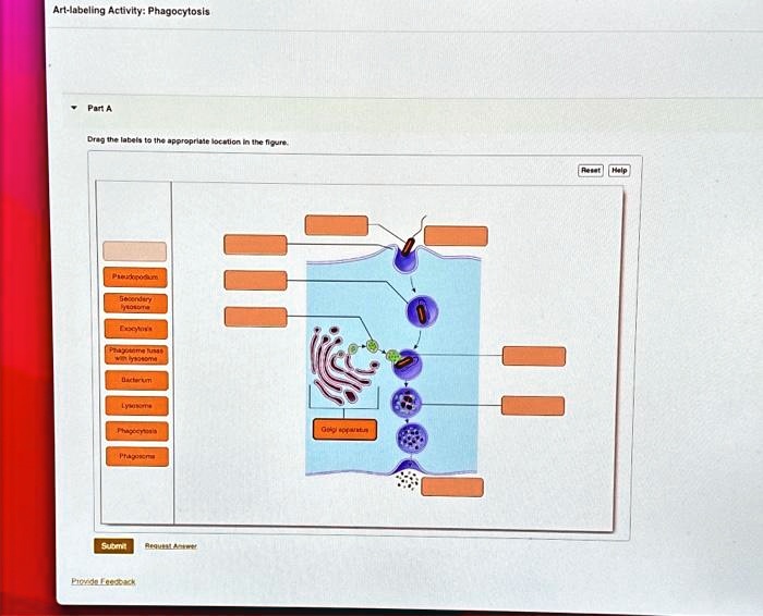 SOLVED: Texts: Art-labeling Activity: Phagocytosis Part A: Drag the ...