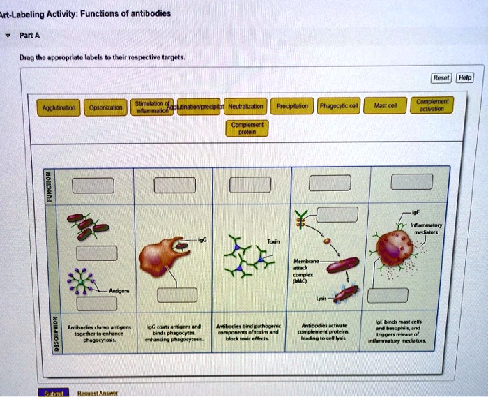 SOLVED ArtLabeling Activity Functions of Antibodies Part A Drag the