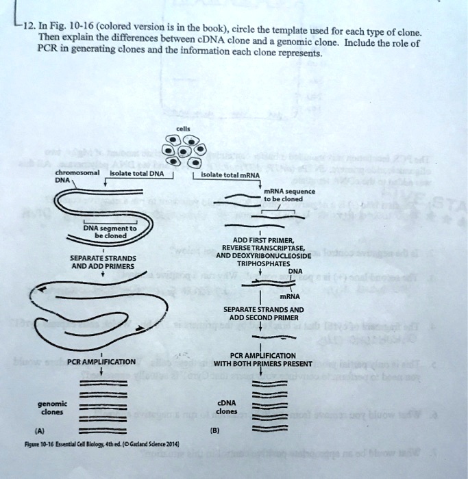 SOLVED 12 In Fig1016 (colored version is in the book), circle the