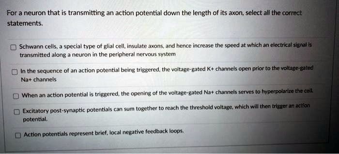 For a neuron that is transmitting an action potential down the length of its axon, select all the correct statements.

Schwann cells, a special type of glial cell, insulate axons, and hence increase the speed at which an electrical signal is transmitted along a neuron in the peripheral nervous system

In the sequence of an action potential being triggered, the voltage-gated K+ channels open prior to the voltage-gated Na+ channels

When an action potential is triggered, the opening of the voltage-gated Na+ channels serves to hyperpolarize the cell.

Excitatory post-synaptic potentials can sum together to reach the threshold voltage, which will then trigger an action potential.

Action potentials represent brief, local negative feedback loops.