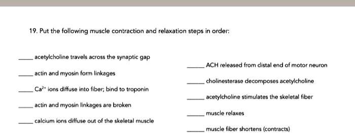 19. Put the following muscle contraction and relaxation steps in order:

 acetylcholine travels across the synaptic gap
 ACH released from distal end of motor neuron
 actin and myosin form linkages
 cholinesterase decomposes acetylcholine
 Ca2+ ions diffuse into fiber; bind to troponin
 acetylcholine stimulates the skeletal fiber
 actin and myosin linkages are broken
 muscle relaxes
 calcium ions diffuse out of the skeletal muscle
 muscle fiber shortens (contracts)