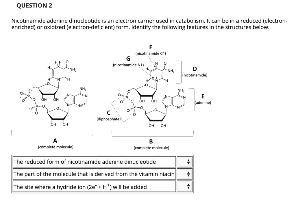 QUESTION 2

Nicotinamide adenine dinucleotide is an electron carrier used in catabolism. It can be in a reduced (electron-enriched) or oxidized (electron-deficient) form. Identify the following features in the structures below.

F (nicotinamide C4)
G (nicotinamide N1)
D (nicotinamide)
E (adenine)
C (diphosphate)
A (complete molecule)
B (complete molecule)

The reduced form of nicotinamide adenine dinucleotide
The part of the molecule that is derived from the vitamin niacin
The site where a hydride ion (2e- + H+) will be added