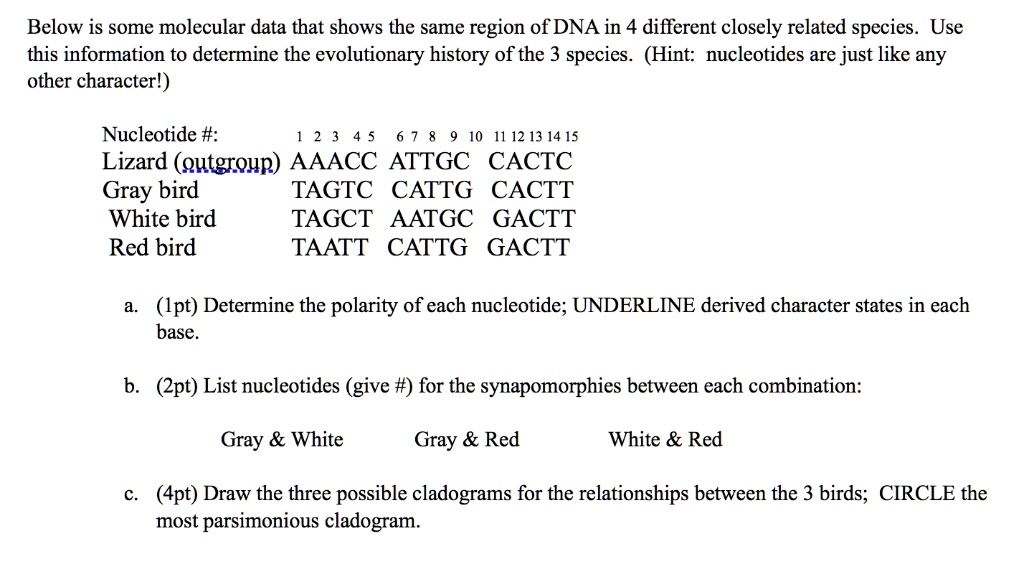 Below is some molecular data that shows the same region of DNA in 4 ...
