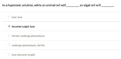 SOLVED: Ina hypotonic solution; while an animal cell will gal cell will lyse; lyse become turgid; lyse shrink; undergo plasmolysis undergo plasmolysis; shrink lyse; become turgid SOLVED: Ina hypotonic solution; while an animal cell will gal cell will lyse; lyse become turgid; lyse shrink; undergo plasmolysis undergo plasmolysis; shrink lyse; become turgid