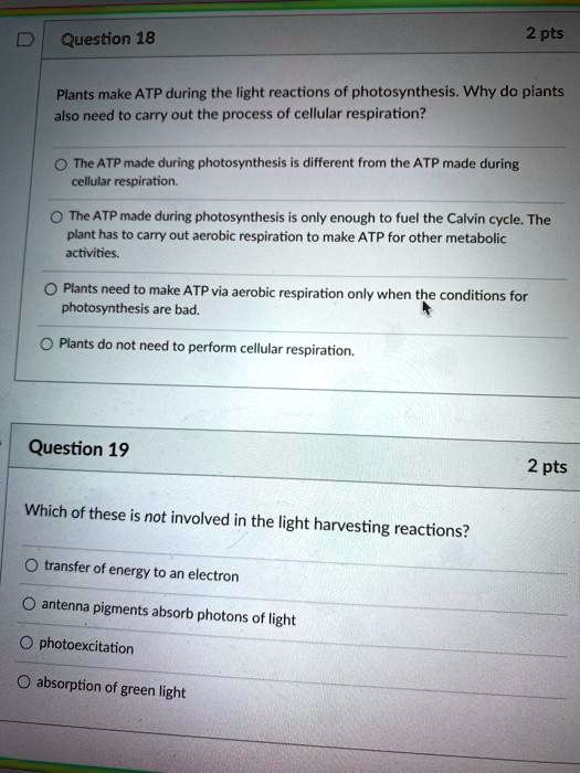 SOLVED Plants make ATP during the light reactions of photosynthesis