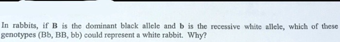 In rabbits, if B is the dominant black allele and b is the recessive white allele, which of these genotypes (Bb, BB, bb) could represent a white rabbit. Why?