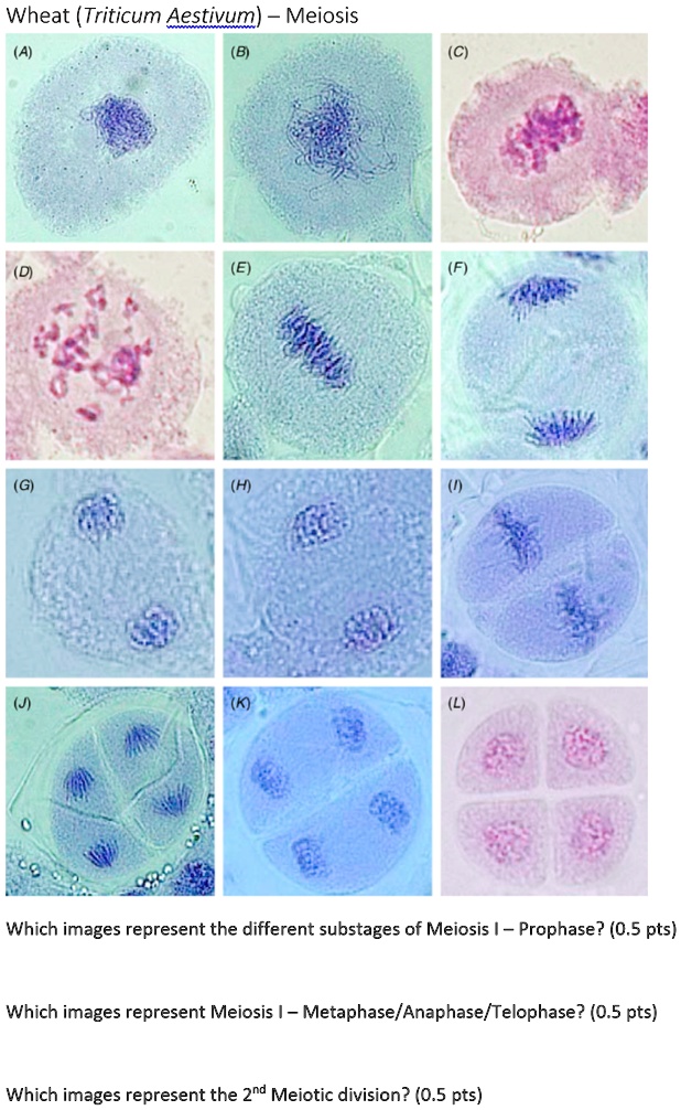 SOLVED: Wheat Triticum Aestivum) Meiosis Which images represent the ...