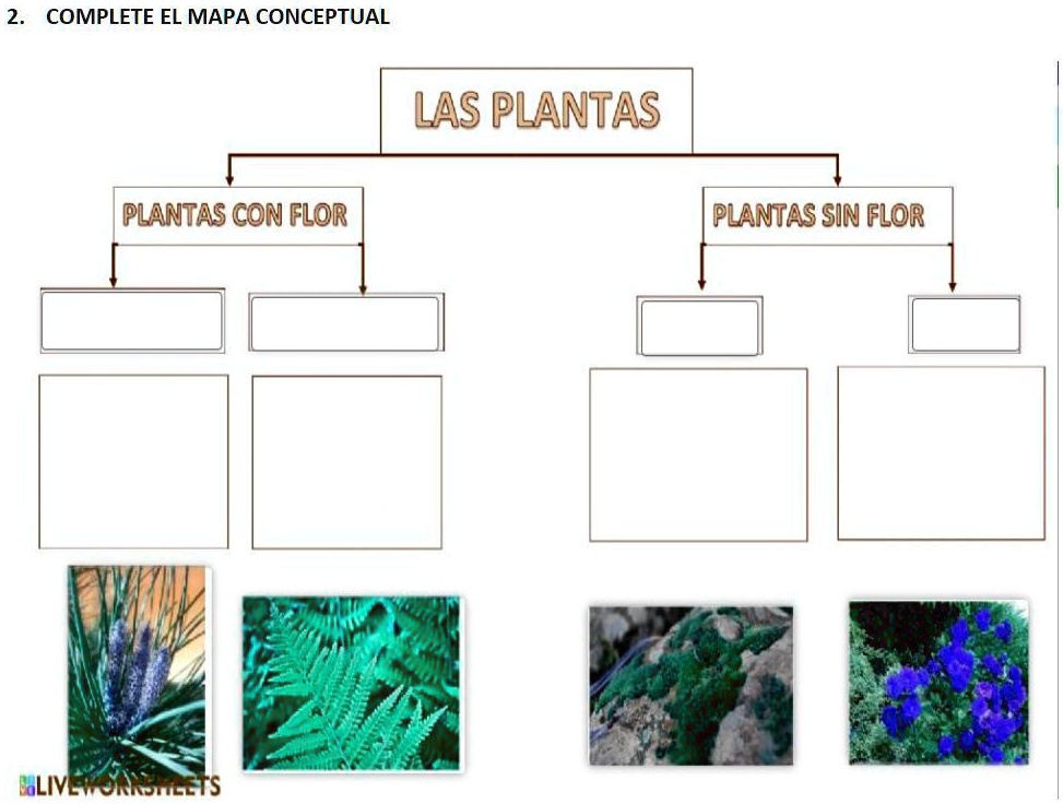 SOLVED: ayudaaaaa sisisisisi COMPLETE EL MAPA CONCEPTUAL LAS PLANTAS ...