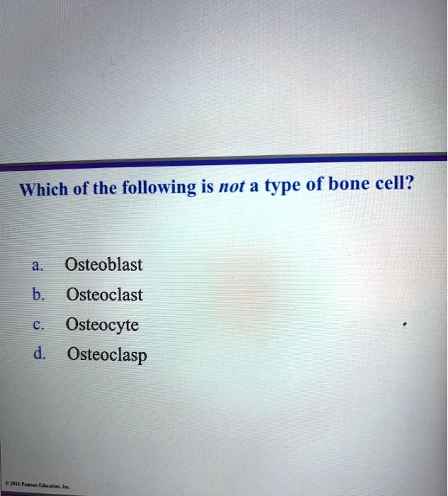 SOLVED: Which of the following is not a type of bone cell? Osteoblast b ...