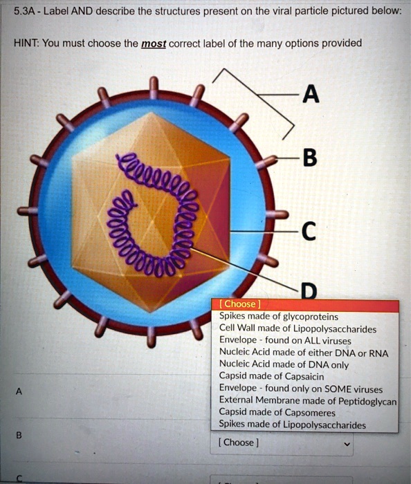 virus diagram labeled capsid