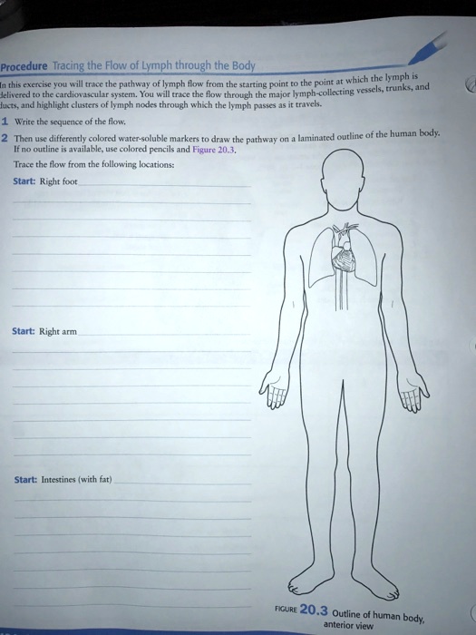 SOLVED: Procedure Tracing the Flow of Lymph through the Body Fvint . Jr ...