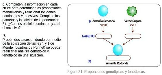 genes recesivos