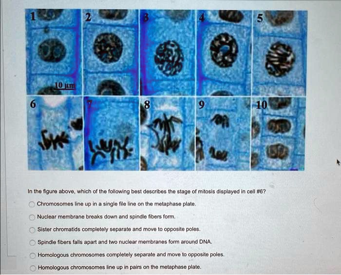 SOLVED: Chromosomes line up in a single file line on the metaphase ...