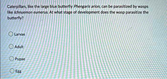 Caterpillars, like the large blue butterfly Phengaris arion, can be parasitized by wasps like Ichneumon eumerus. At what stage of development does the wasp parasitize the butterfly?
Larvae
Adult
Pupae
Egg