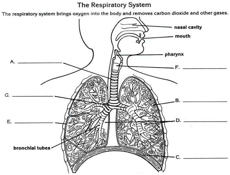 Please answer asap :)) 10 points for correct answer The Respiratory ...