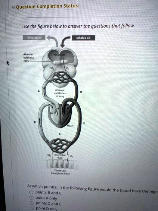Use the figure below to answer the questions that follow.

Exhaled air
Inhaled air
Alveolar epithelial cells
Air spaces
CO2
O2
Alveolar capillaries of lung
A
D
Heart
B
E
C
CO2
Interstitial fluid
O2
Tissue cells throughout body

At which point(s) in the following figure would the blood have the highest pressure?
points B and C
point A only
points C and E
point D only