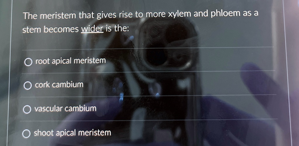 The meristem that gives rise to more xylem and phloem as a stem becomes ...