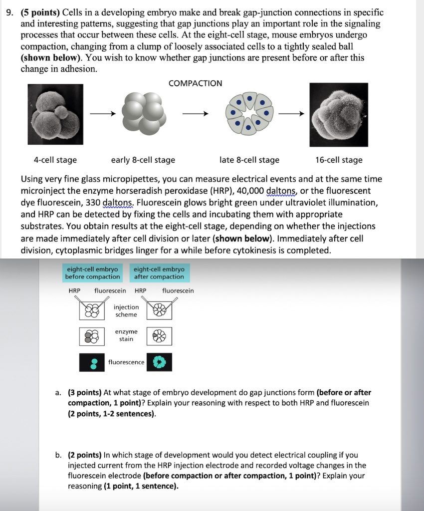 5 points cells in a developing embryo make and break gap junction ...
