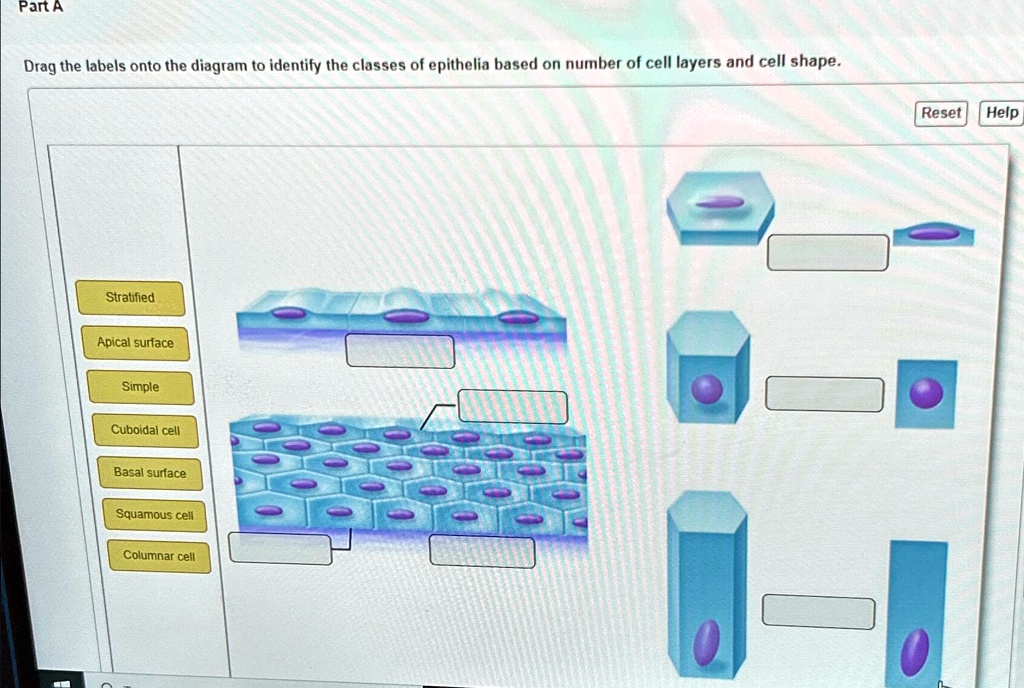 Identify The Shape Of The Cell Indicated By The Line part a drag the labels onto the diagram to identify the classes of