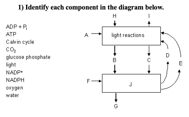 SOLVED 1 Identify Each Component In The Diagram Below ADP Ri ATP