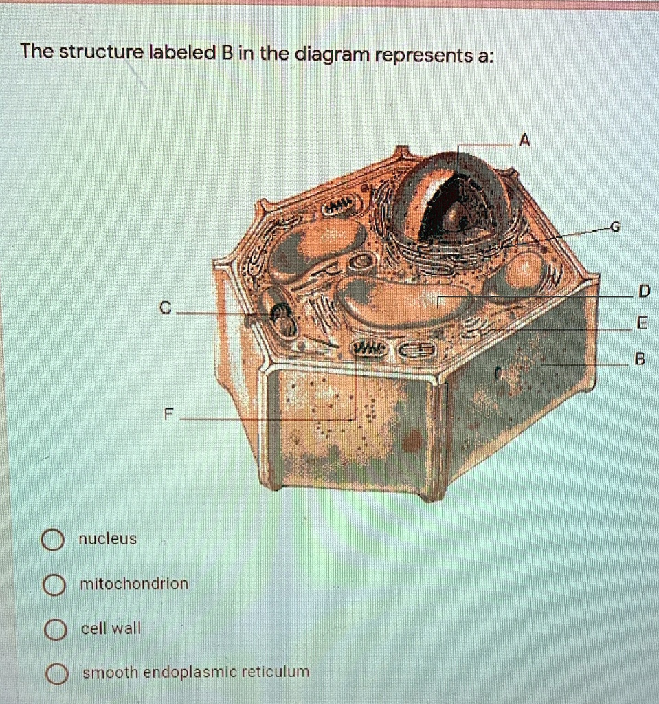 SOLVED: 'The structure labeled B in the diagram represents a: nucleus ...