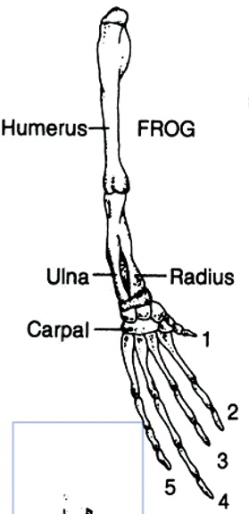 SOLVED:Humerus- FROG Ulna Radius Carpal - 2 3