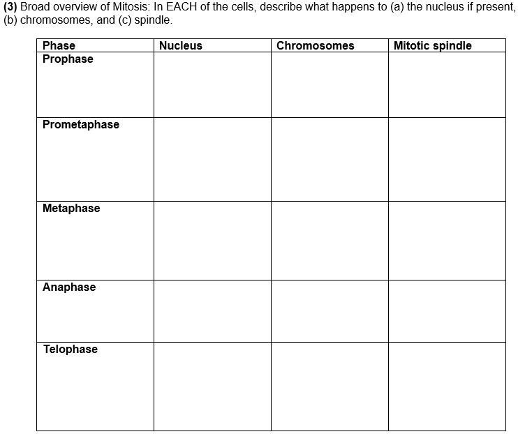 SOLVED Broad Overview of Mitosis In each of the cells, describe what
