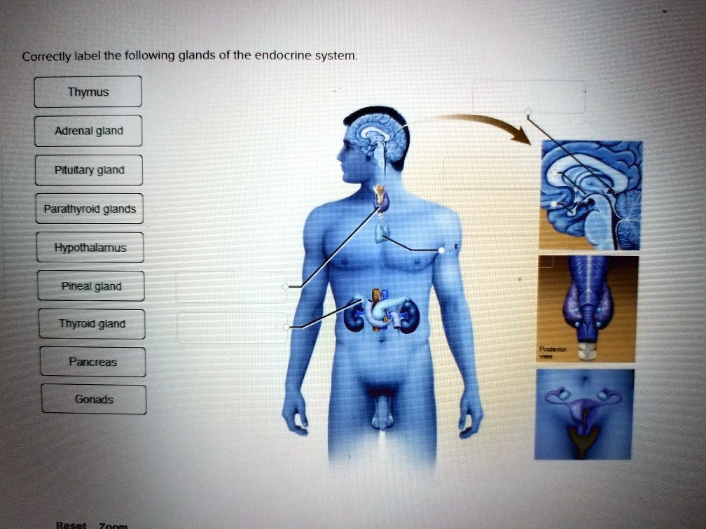 correctly label the following glands of the endocrine system thymus