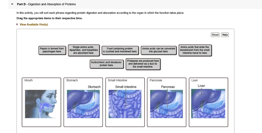 SOLVED Part B Digestion and Absorption of Proteins Pepsin is formed