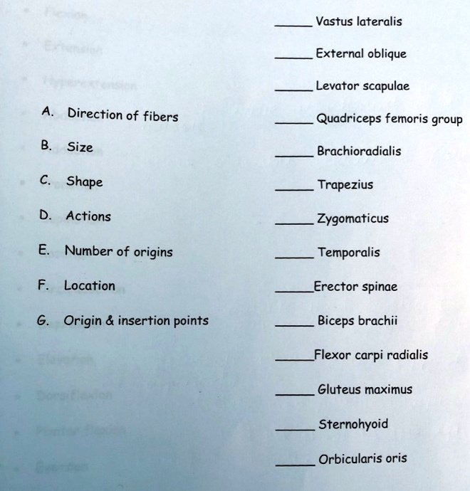 Quadriceps Muscle Origin Insertionaction Exercise