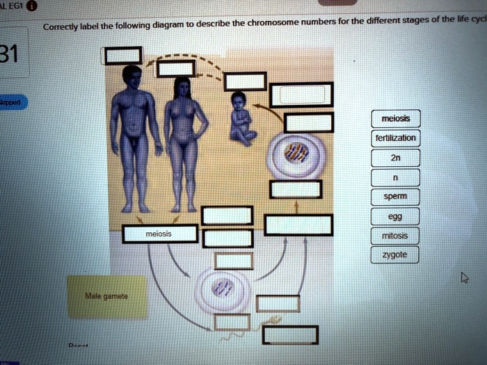 SOLVED: ILEGI Describe The Chromosome Numbers For The Different Stages ...