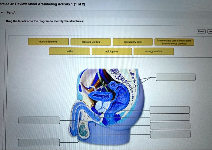 SOLVED: Exercise 42 Review Sheet Art-labeling Activity 1 (1 Of 2) Part ...