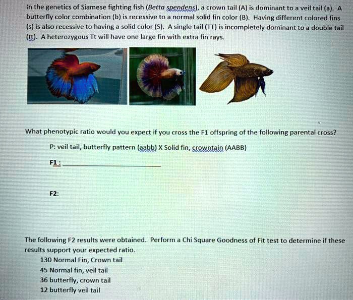 SOLVED In the of Siamese fighting fish (Betta splendens